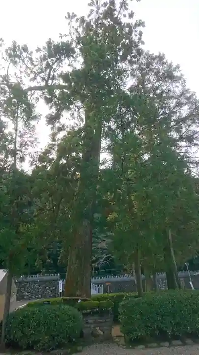 大縣神社の自然