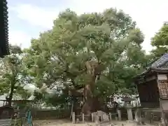 新田白山神社の自然