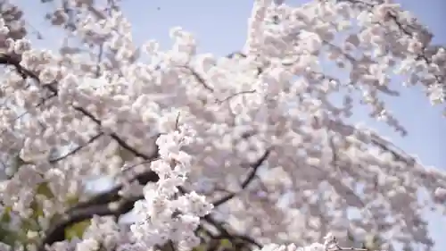 平野神社(京都府)