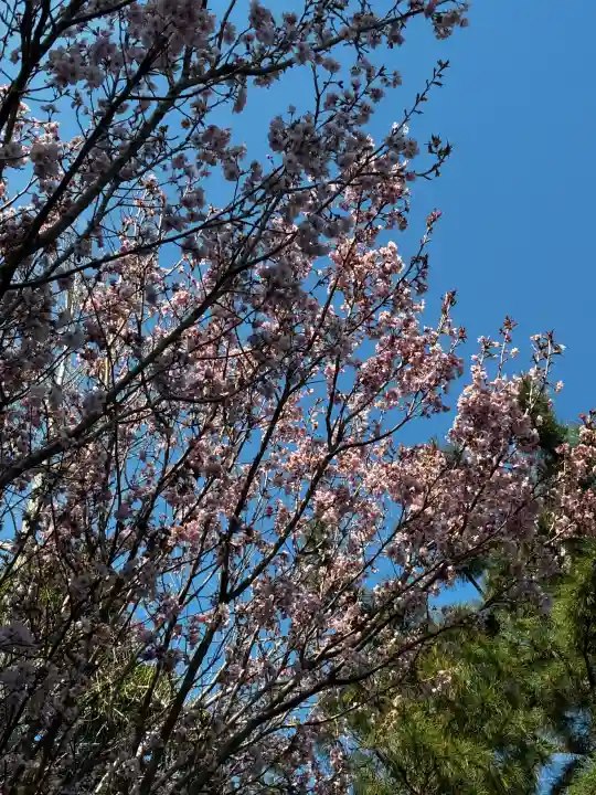 寒川神社の{uncategorized: "未分類", other: "その他", undefined: "問題あり", building: "その他建物", grave: "お墓", sacred_gate: "鳥居", guardian: "狛犬", statue: "像", buddha: "仏像", history: "歴史", nature: "自然", garden: "庭園", animal: "動物", pagoda: "塔", temizu: "手水舎", mountain_gate: "山門・神門", sanctuary: "本殿・本堂", subordinate: "末社・摂社", art: "芸術", scenery: "景色", jizo: "地蔵", ema: "絵馬", goshuin: "御朱印", omikuji: "おみくじ", items: "授与品その他", amulet: "お守り", goshuincho: "御朱印帳", eats: "食事", festival: "お祭り", votive_dance: "神楽", shichigosan: "七五三参", wedding: "結婚式", experience: "体験その他", initially: "初詣", around: "周辺", anti_infection: "感染症対策"}