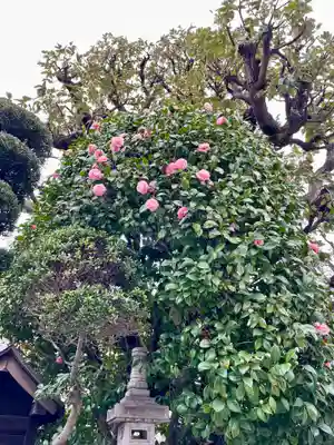 仙龍寺(東京都)