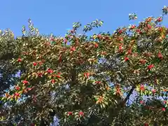 菊田神社の自然