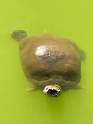 磐井神社(東京都)