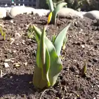 七重浜海津見神社(北海道)