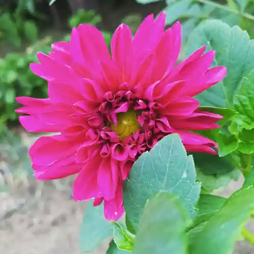 豊景神社の自然