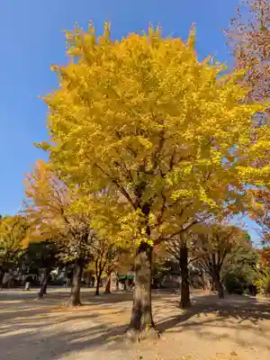 新井薬師(梅照院)(東京都)