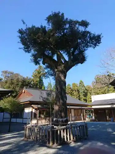 井伊谷宮の自然