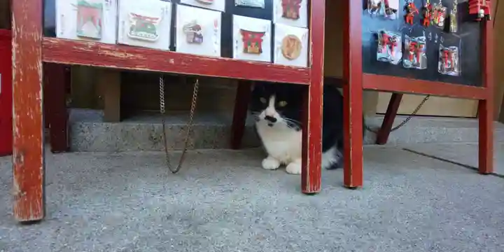 伏見豊川稲荷本宮の動物