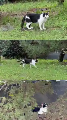 森町稲荷神社(北海道)