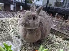 太子堂八幡神社の動物