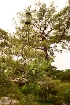 橿原神宮(奈良県)