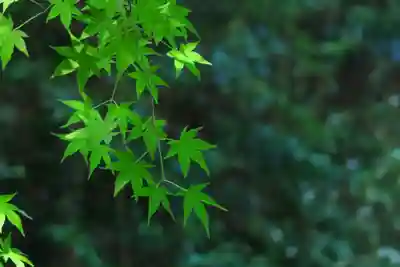 茶宗明神社（大神宮社）(京都府)