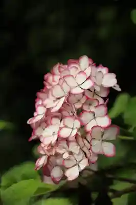 梅宮大社(京都府)