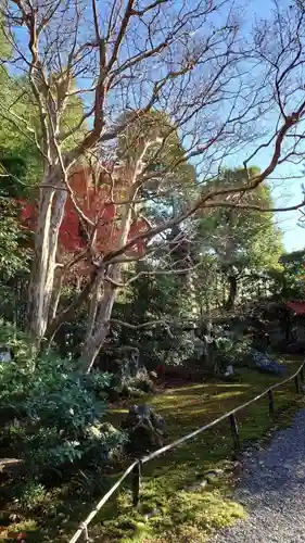 養徳院の庭園