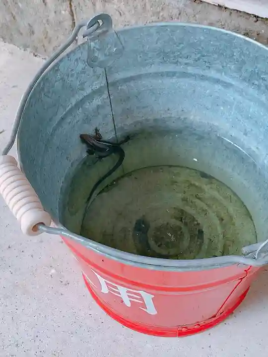 川田八幡神社の動物