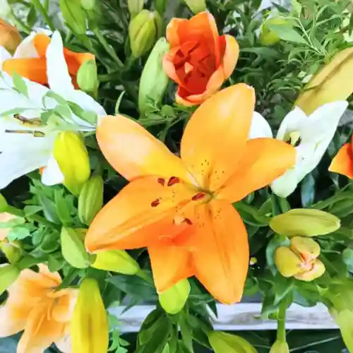 彌彦神社　(伊夜日子神社)(北海道)