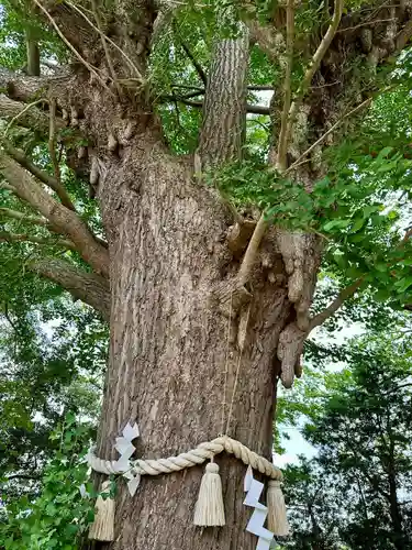 白子神社(千葉県)