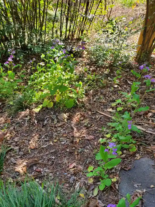 岩之上堂の自然