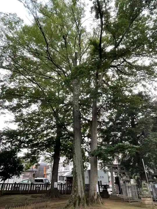 大宮前春日神社の自然