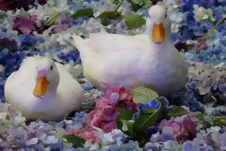 楽法寺(雨引観音)の動物