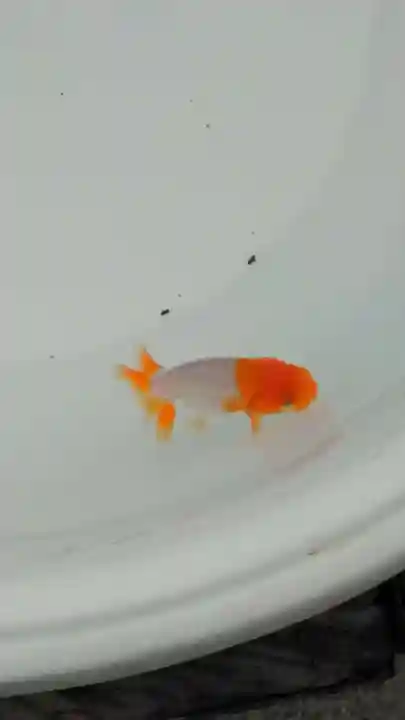 藤森神社(京都府)