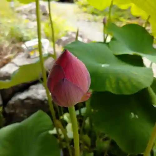 日蓮宗 総本山 塔頭 定林坊(じょうりんぼう)(山梨県)