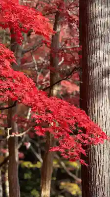 鶏足寺(滋賀県)