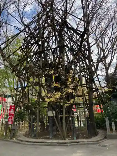 稲毛神社の自然