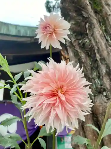 元祇園梛神社・隼神社の自然