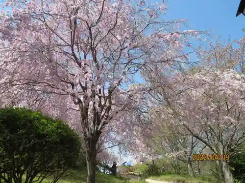  久延彦神社の自然