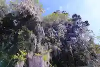 春日神社の自然