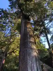 石上神宮の自然