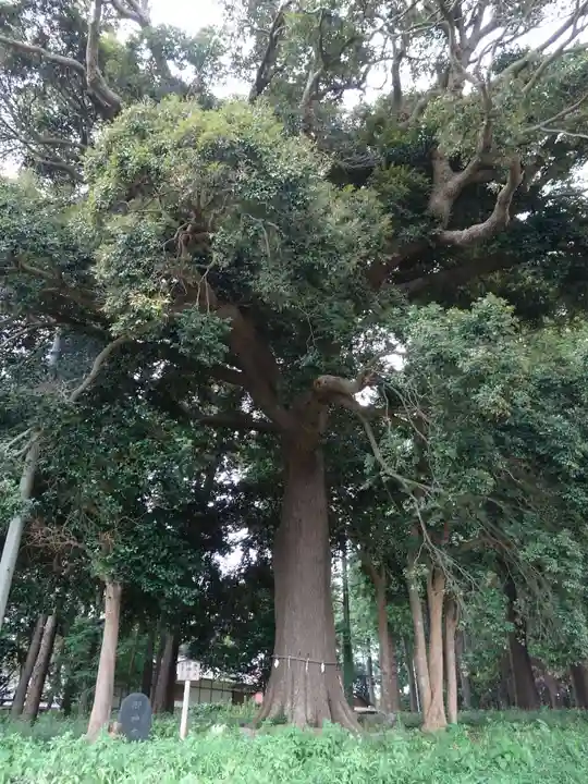 宇都母知神社の自然