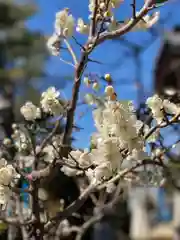 海蔵寺の自然