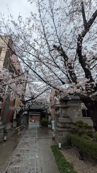 墨染寺(桜寺)(京都府)