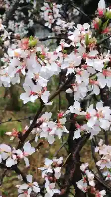 住吉神社の{uncategorized: "未分類", other: "その他", undefined: "問題あり", building: "その他建物", grave: "お墓", sacred_gate: "鳥居", guardian: "狛犬", statue: "像", buddha: "仏像", history: "歴史", nature: "自然", garden: "庭園", animal: "動物", pagoda: "塔", temizu: "手水舎", mountain_gate: "山門・神門", sanctuary: "本殿・本堂", subordinate: "末社・摂社", art: "芸術", scenery: "景色", jizo: "地蔵", ema: "絵馬", goshuin: "御朱印", omikuji: "おみくじ", items: "授与品その他", amulet: "お守り", goshuincho: "御朱印帳", eats: "食事", festival: "お祭り", votive_dance: "神楽", shichigosan: "七五三参", wedding: "結婚式", experience: "体験その他", initially: "初詣", around: "周辺", anti_infection: "感染症対策"}