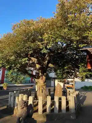 多摩川諏訪神社の自然