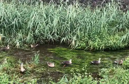 南沢氷川神社の動物