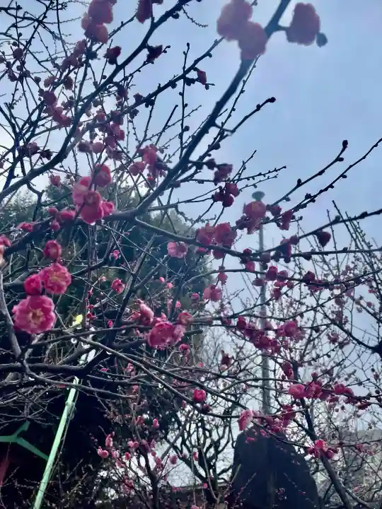 亀戸天神社の{uncategorized: "未分類", other: "その他", undefined: "問題あり", building: "その他建物", grave: "お墓", sacred_gate: "鳥居", guardian: "狛犬", statue: "像", buddha: "仏像", history: "歴史", nature: "自然", garden: "庭園", animal: "動物", pagoda: "塔", temizu: "手水舎", mountain_gate: "山門・神門", sanctuary: "本殿・本堂", subordinate: "末社・摂社", art: "芸術", scenery: "景色", jizo: "地蔵", ema: "絵馬", goshuin: "御朱印", omikuji: "おみくじ", items: "授与品その他", amulet: "お守り", goshuincho: "御朱印帳", eats: "食事", festival: "お祭り", votive_dance: "神楽", shichigosan: "七五三参", wedding: "結婚式", experience: "体験その他", initially: "初詣", around: "周辺", anti_infection: "感染症対策"}