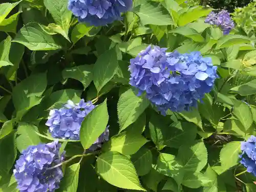 三室戸寺の自然