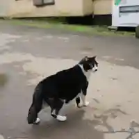 間々田八幡宮の動物