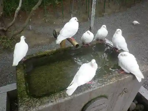 鶴岡八幡宮の動物