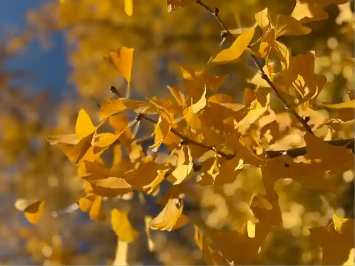 葛飾八幡宮(千葉県)