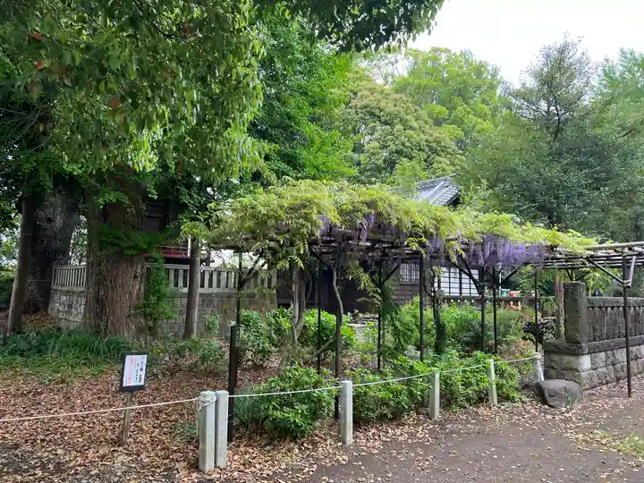 佐野原神社の自然