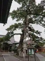 大慶寺の自然