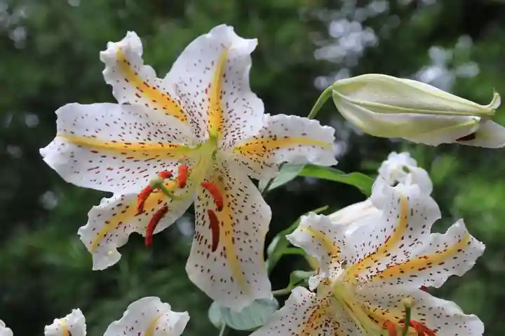 阿久津「田村神社」(郡山市阿久津町)旧社名:伊豆箱根三嶋三社の自然