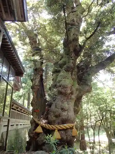 狭野神社の自然