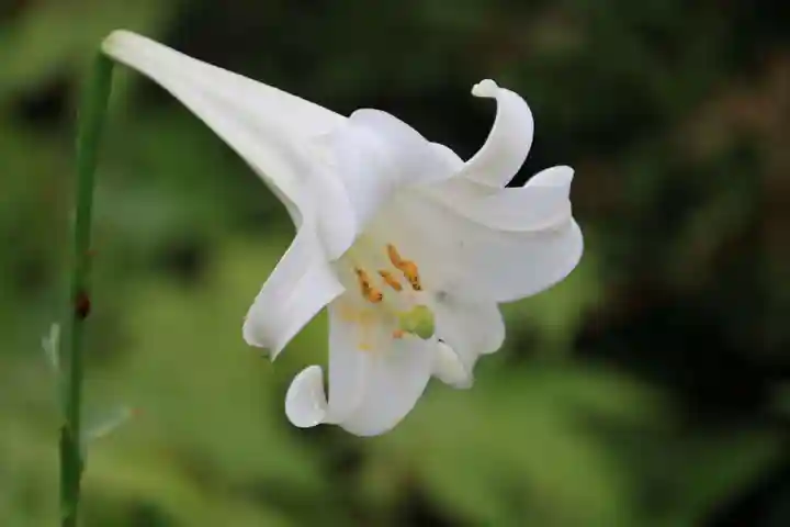 豊景神社の自然