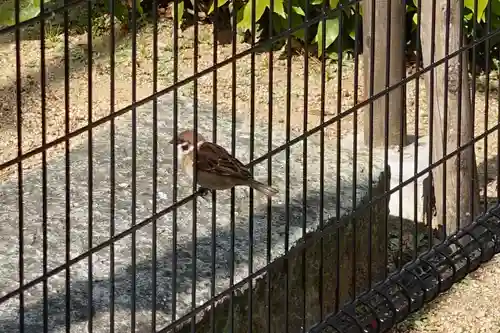 杭全神社の動物