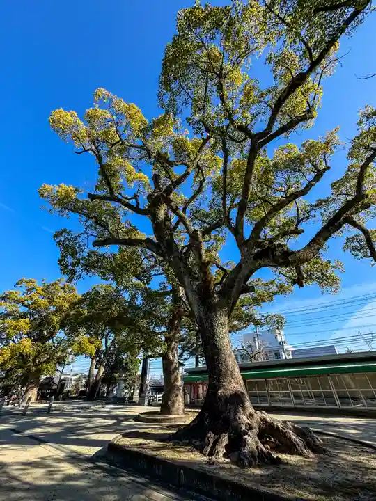 佐賀縣護國神社(佐賀県)